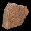 Horodyskia Fossil Slab - Oldest Known Multicellular Life #62770-1